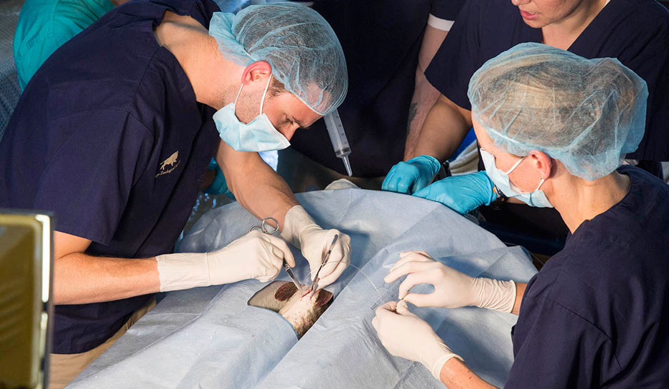 Chicago Zoological Society Performing Surgery on a Fish